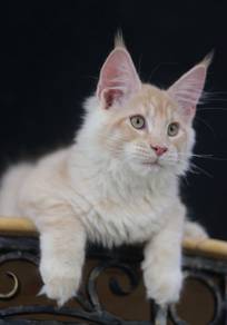 Cameo Maine Coon