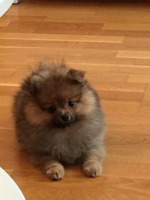 Doll-like Pomeranian tiny fluffy teddy bear puppy