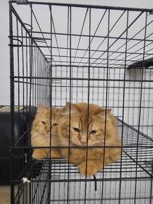 Mix Persian