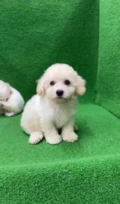 LAST ! Pure Breed Short Legs Poodle (M) 