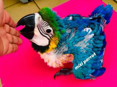 Burung Baby Blue And Gold Macaw Parrot Bird