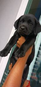 Dark black labrador 