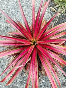 ananas Merah 