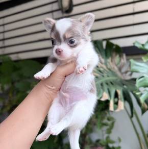 Apple head Chihuahua 