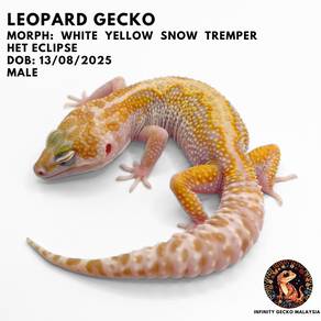 Leopard Gecko Malaysia White Yellow Snow Tremper
