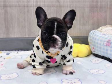 Handsome Male French Bulldog 🐶