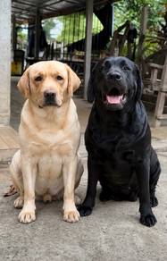 Labrador retriever puppies y