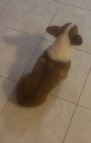 Corgi Male 5 month