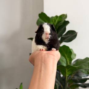Teddy bear guinea pig tikus belanda