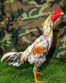 ayam pakoy