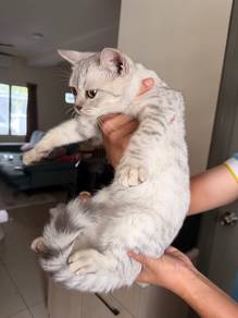 kitten mix silver and BSH