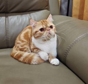 Munchkin Flatface Shorthair @Napoleon Supershort