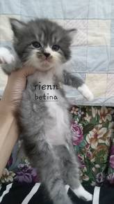 kitten dlh 1bln (telipok) 