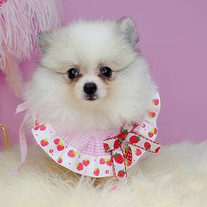 Pomeranian