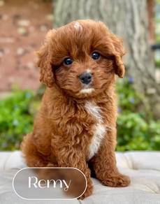Cavapoo puppies 