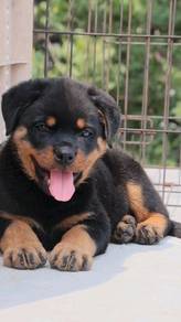 rottweiler puppies u