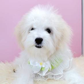 Bichon