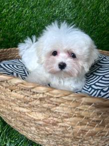 GCVG68D Tiny Maltese #MKA puppies dogs