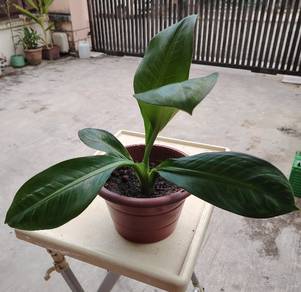 Diffenbachia Plant