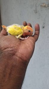 Burung opaline