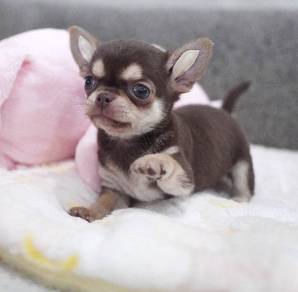 CHIHUAHUA PUPPIES VIP238🌷Head Apple Cute Dog