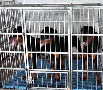 Rottweiler