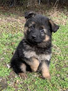 HHTT-7116 German Shepherd #MKA registered PUPPIES