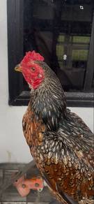 ayam sabung pama