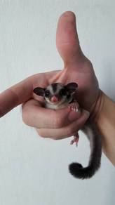 Sugar Glider Grey Baby