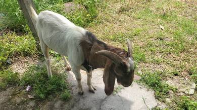 kambing boer