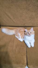 Munchkin Longhair Ketot Jantan 