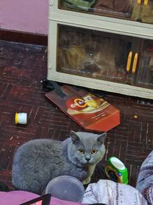 Bsh Male for rehome