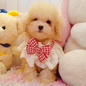Poodle