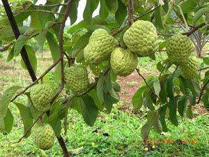 Benih Nona Siam