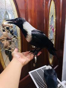 Burung Gagak Raven Crow Bird Bercakap