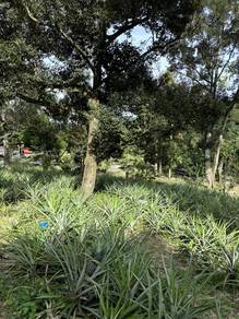 Agricultural Land in Mantin, NSN