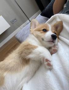 Smol Corgi Cute Fluffy Butt Puppy Baby Puppy