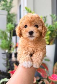 Maltipoo n
