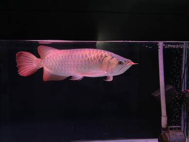 Arowana Super Red Kapuas