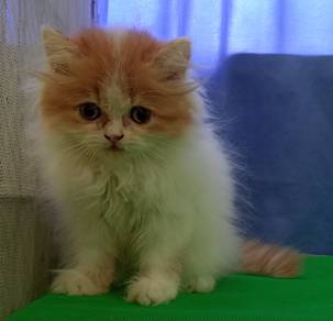 persian