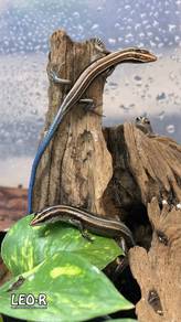 Pacific Blue-Tailed Skink