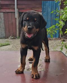 Rottweiler puppy