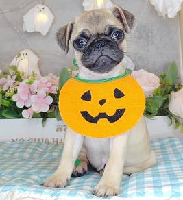 Pug