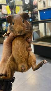 Guinea Pig / Tikus Belanda