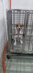Jack Russell Terrier