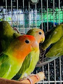 Burung Lovebirds 