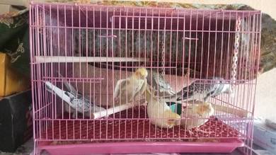 burung cockatiel 