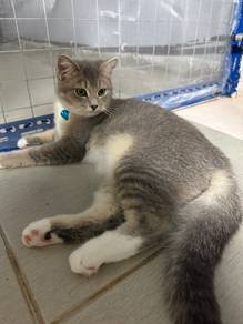Kucing Bsh