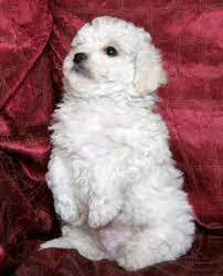 GWEP_T200568 Bichon Frise little lovely puppies