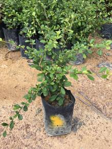 Carmona Retusa / Ehretia Microphylla / Teh Hokkian